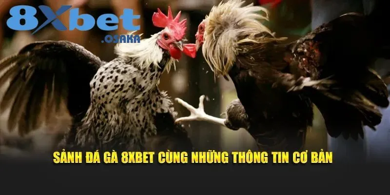 Một vài thông tin cơ bản về sảnh đá gà 8Xbet