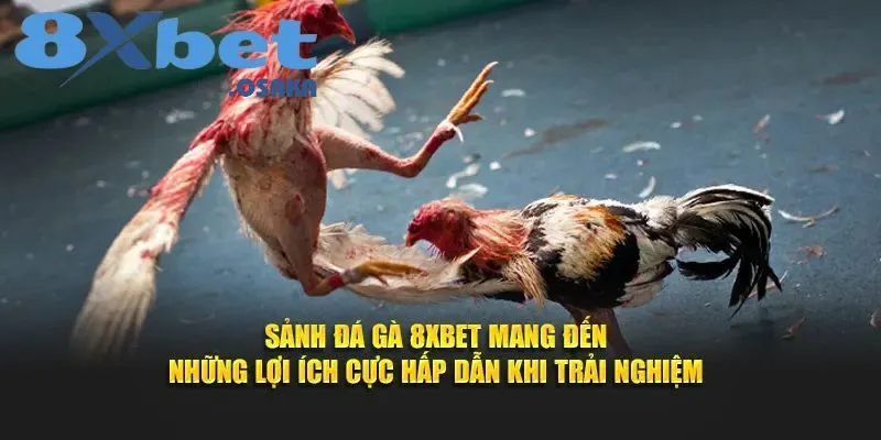Sảnh đá gà 8Xbet mang đến những lợi ích siêu hấp dẫn khi chơi