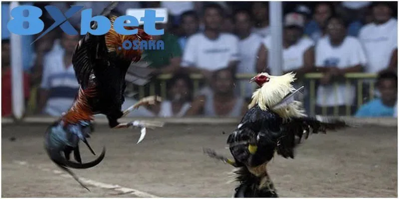 Kiểu chọi gà đang thịnh hành và tổ chức bài bản