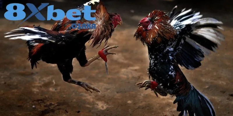 Thời gian chiến đấu một trận Đá Gà Cựa Dao