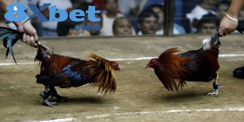 Đá Gà Cựa Dao quy tụ đa dạng giống gà chiến đặc biệt