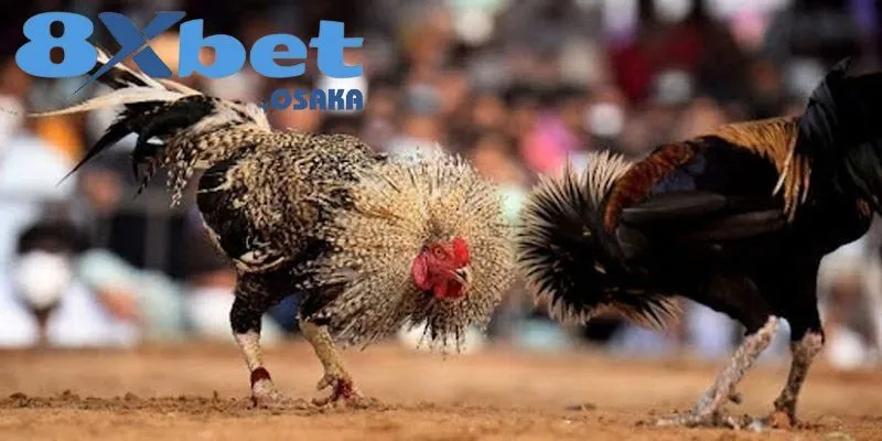 Đá Gà Thomo tại 8Xbet
