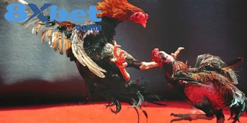 Đa dạng trận đá kê Thomo