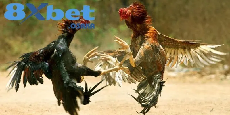 Luật phân định thắng thua trong mỗi trận đấu Đá Gà Thomo