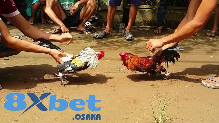 Đá gà tre Thomo – từ cội nguồn đến vị thế trên đấu trường