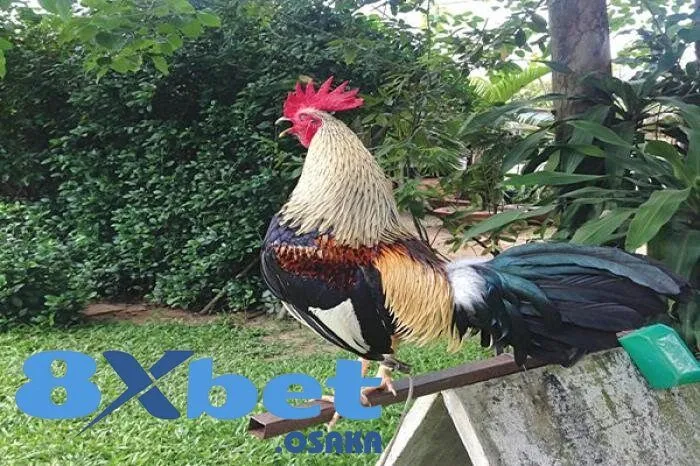 Vai trò của Đá Gà Tre trong đời sống văn hóa và thu nhập kinh tế