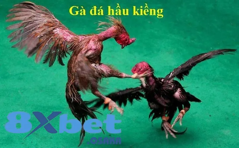 Gà Đá Hầu Kiềng là gì?