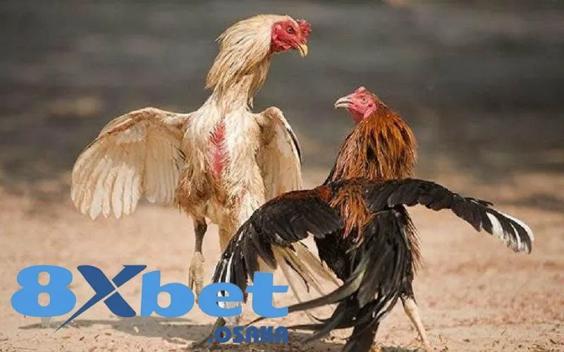 Những loại gà Hầu Kiềng thịnh hành nhất trên đấu trường đá gà