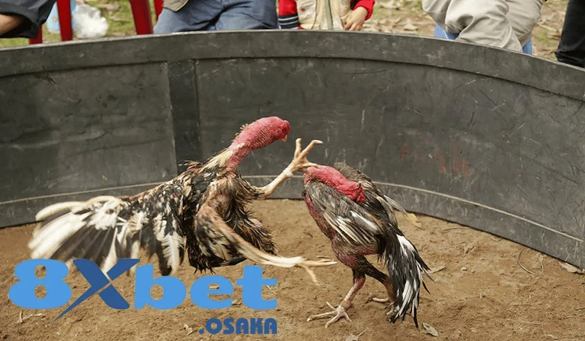 Kinh nghiệm chọn chiến kê Hầu Kiềng chuẩn chỉnh